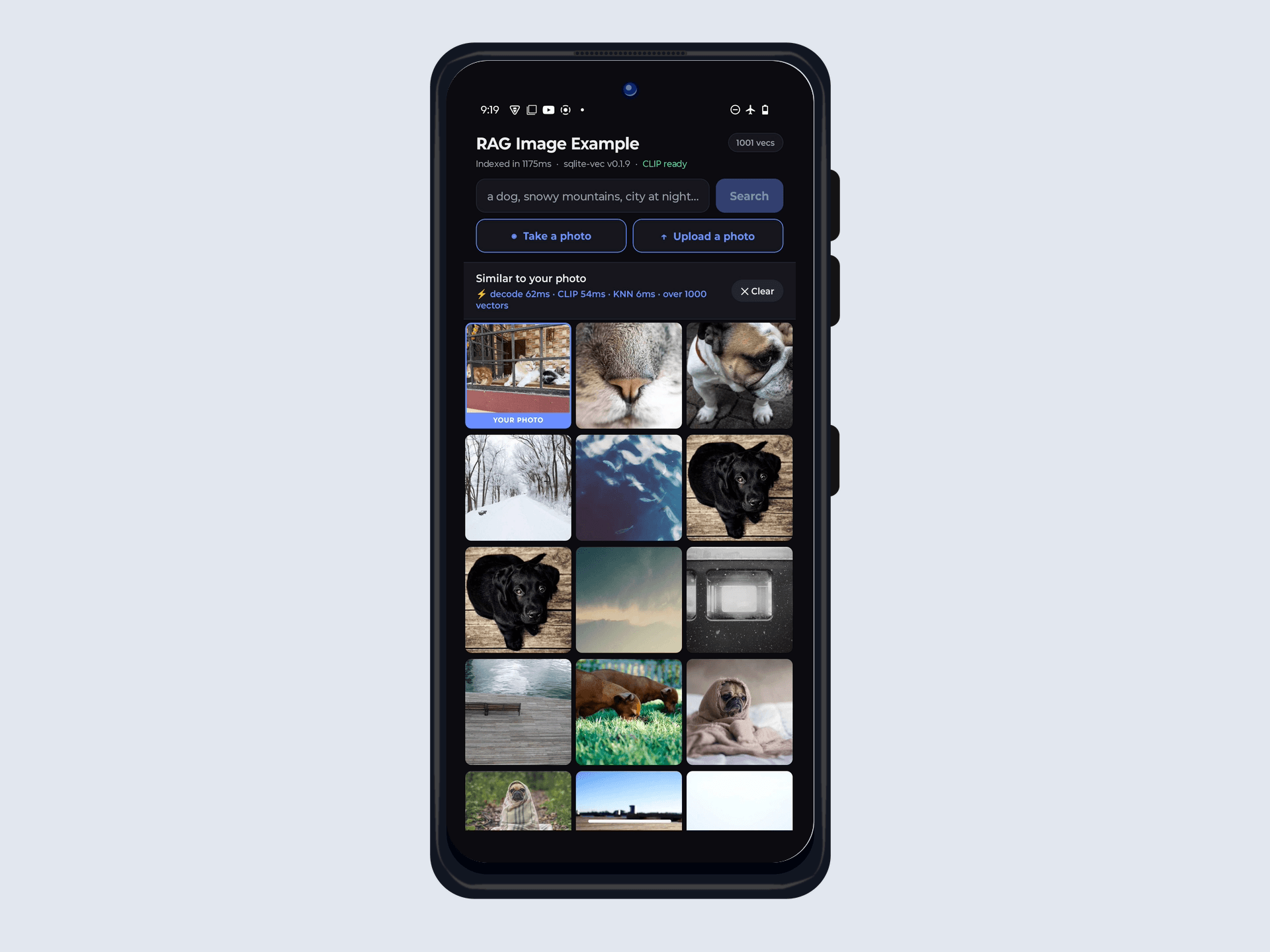 A photo of cats uploaded into the gallery, returning a cat's nose, then bulldogs, labradors and pugs